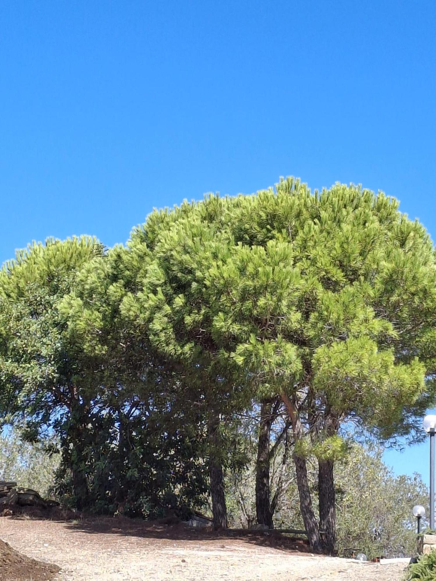 Tenuta Belvedere Cilento 몬테코리스 외부 사진